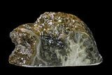 Polished Petoskey Stone (Fossil Coral) - Michigan #156028-1